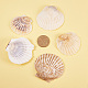 Sea Shell Home Decorations US-SSHEL-PH0001-01-3