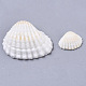 Natural Shell Beads US-SSHEL-S258-73-4